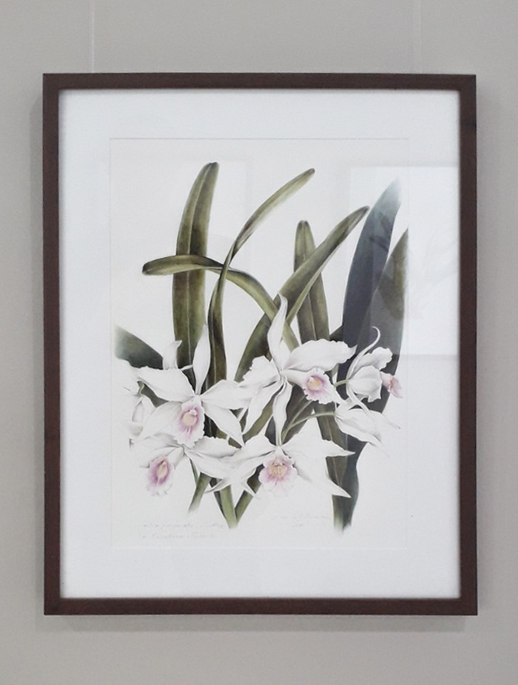 Quadro com ilustração de orquídeas brancas