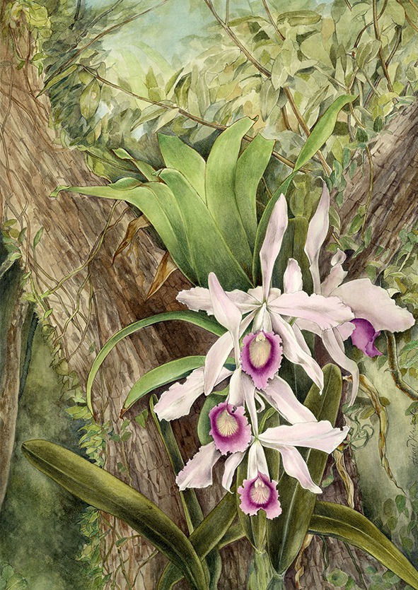 Ilustração de uma orquídea "Laelia purpurata", que tem cor branca e rosa e está em uma árvore, no meio da natureza verde