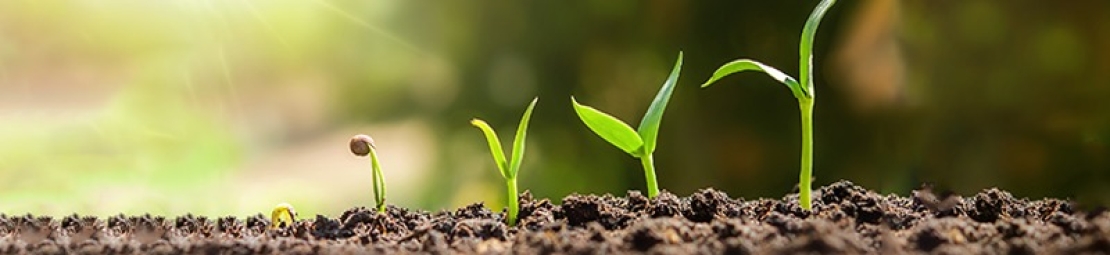 Várias imagens mostrando o crescimento de uma planta.