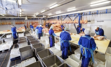 Fotografia ilustrativa de trabalhadores em linha de produção dentro de frigorífico