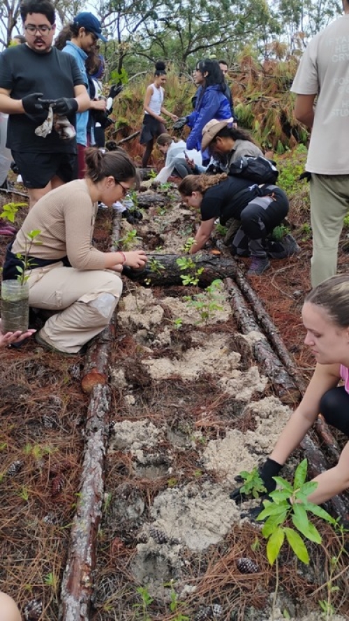Pessoas plantam mudas nativas em área de restauração ambiental