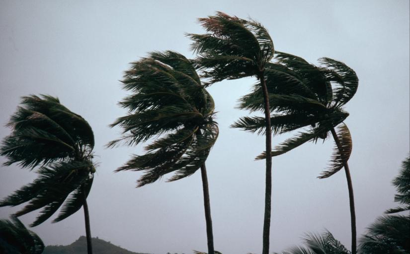 Foto mostrando quatro palmeiras envergadas pela força do vento