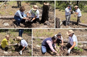 Mosaico com quatro fotografias em que pessoas plantam mudas em área de restinga no Parque do Rio Vermelho
