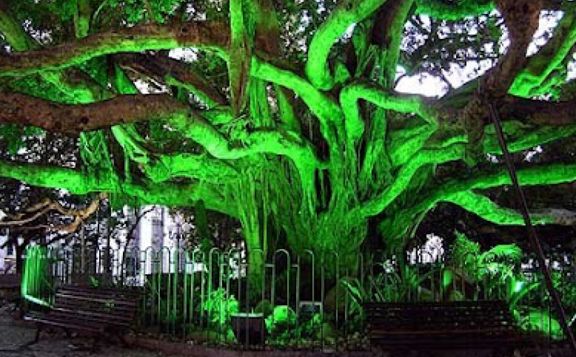 Figueira iluminada de verde